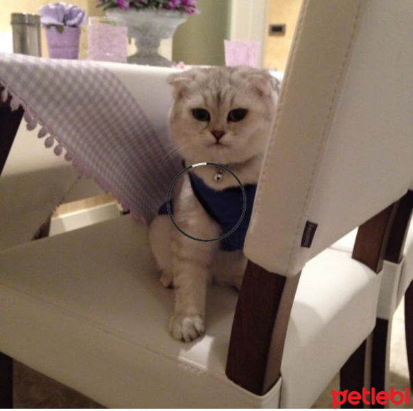 Scottish Fold, Kedi  Gümüş fotoğrafı