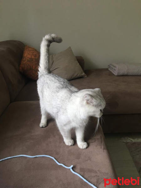 Scottish Fold, Kedi  Gümüş fotoğrafı