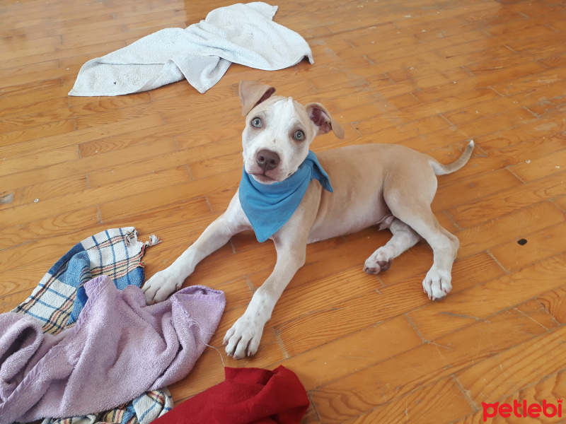 Amerikan Staffordshire Terrier, Köpek  EROS fotoğrafı