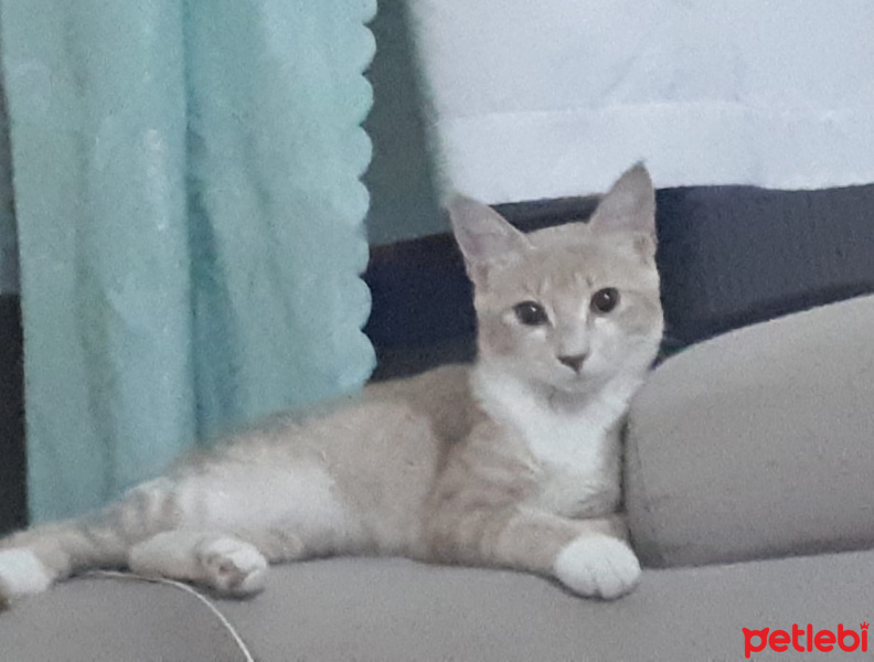 Sarman, Kedi  Pipet fotoğrafı