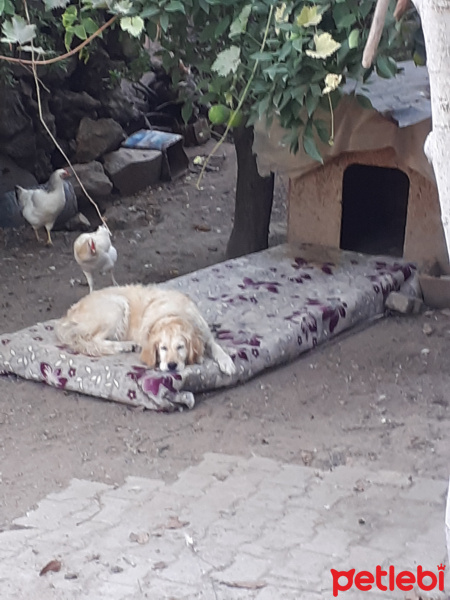 Golden Retriever, Köpek  Rasha fotoğrafı