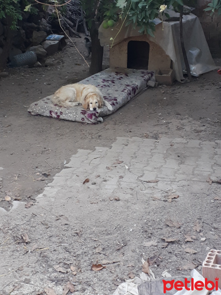 Golden Retriever, Köpek  Rasha fotoğrafı