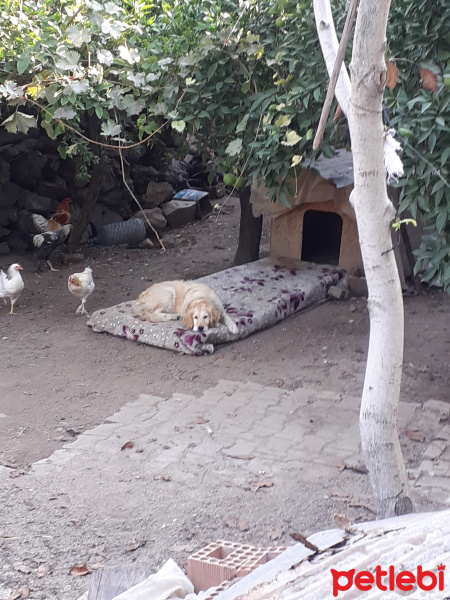 Golden Retriever, Köpek  Rasha fotoğrafı