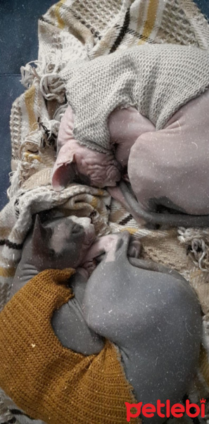 Sphynx, Kedi  Fiko ile sütlaç fotoğrafı