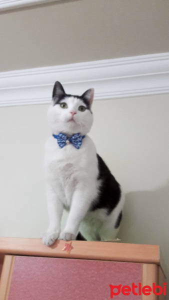 Tekir Kedi, Kedi  Yumak fotoğrafı