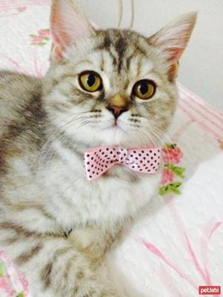 Chinchilla, Kedi  Mia fotoğrafı