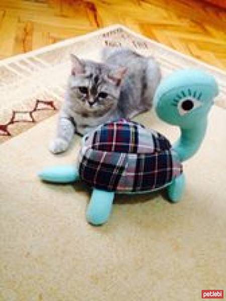 Chinchilla, Kedi  Mia fotoğrafı