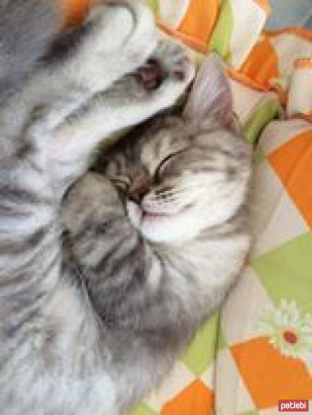 Chinchilla, Kedi  Mia fotoğrafı