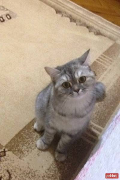 Chinchilla, Kedi  Mia fotoğrafı