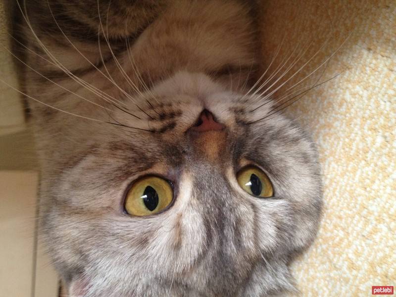 Chinchilla, Kedi  Mia fotoğrafı