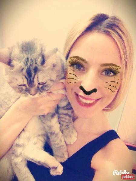 Chinchilla, Kedi  Mia fotoğrafı