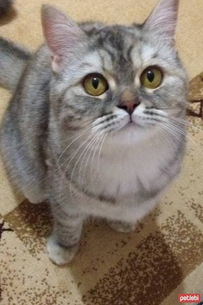Chinchilla, Kedi  Mia fotoğrafı