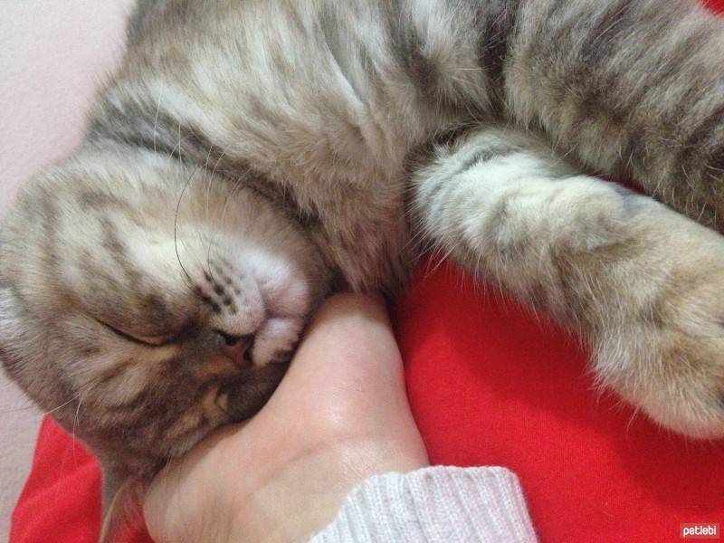 Chinchilla, Kedi  Mia fotoğrafı