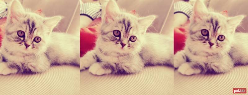 Chinchilla, Kedi  Mia fotoğrafı