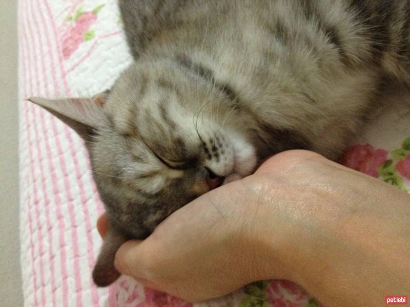 Chinchilla, Kedi  Mia fotoğrafı