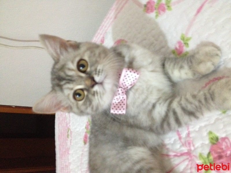 Chinchilla, Kedi  Mia fotoğrafı