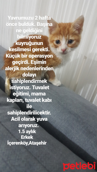 Sarman, Kedi  Şeref fotoğrafı