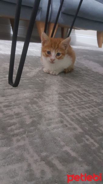 Sarman, Kedi  Şeref fotoğrafı