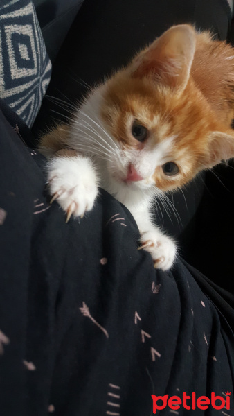 Sarman, Kedi  Şeref fotoğrafı