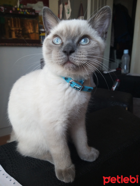 British Shorthair, Kedi  Mia fotoğrafı