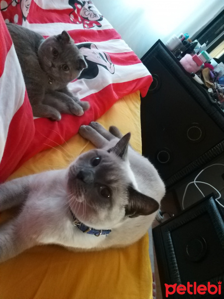 British Shorthair, Kedi  Mia fotoğrafı