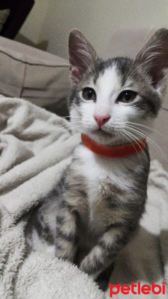Tekir Kedi, Kedi  Paşa fotoğrafı