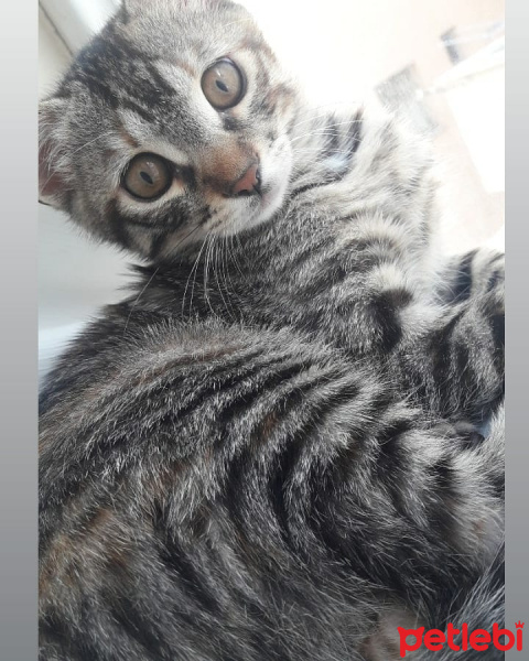 Tekir Kedi, Kedi  Şanslı fotoğrafı