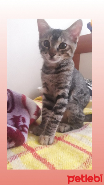 Tekir Kedi, Kedi  Şanslı fotoğrafı