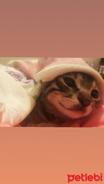 Tekir Kedi, Kedi  Şanslı fotoğrafı