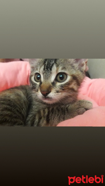 Tekir Kedi, Kedi  Şanslı fotoğrafı