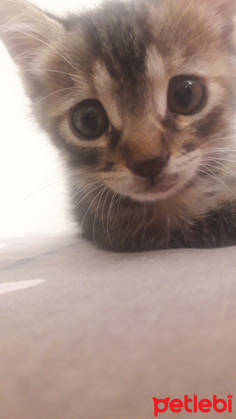 Tekir Kedi, Kedi  Şanslı fotoğrafı
