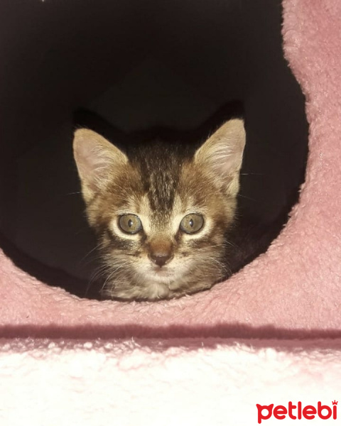 Tekir Kedi, Kedi  Şanslı fotoğrafı