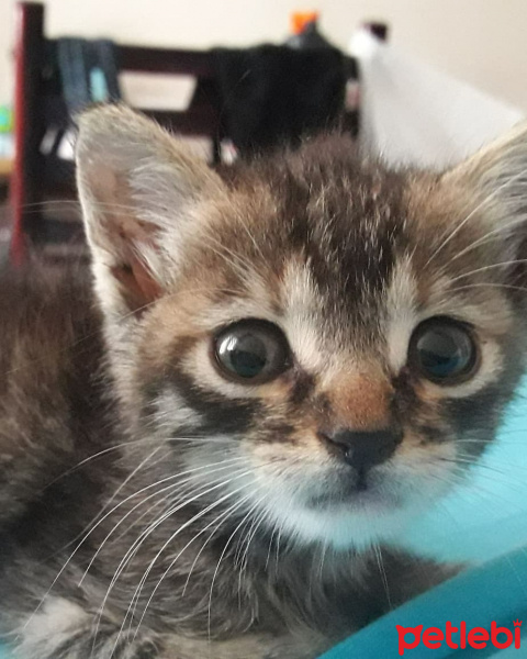 Tekir Kedi, Kedi  Şanslı fotoğrafı
