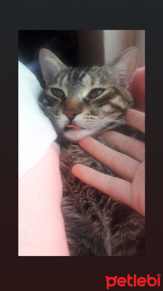 Tekir Kedi, Kedi  Şanslı fotoğrafı