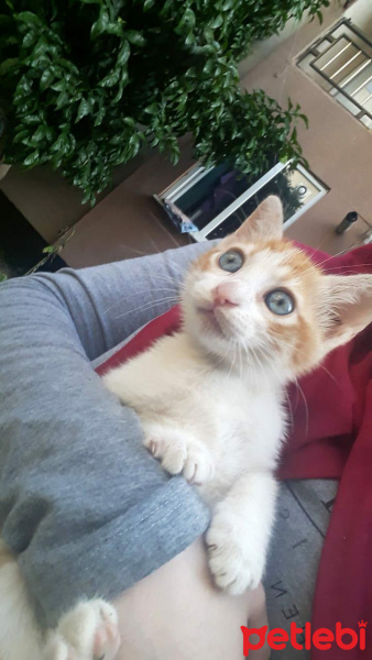 Tekir Kedi, Kedi  Şanslı fotoğrafı