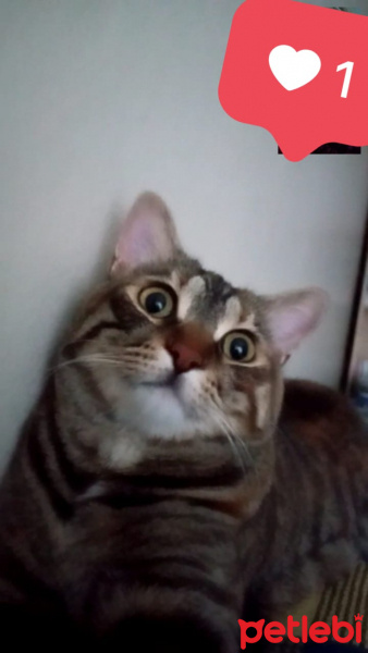 Tekir Kedi, Kedi  Şanslı fotoğrafı