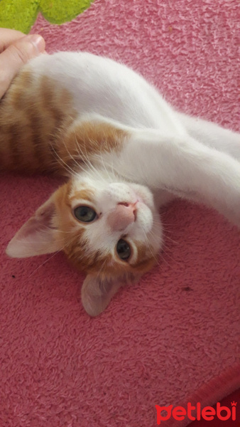 Tekir Kedi, Kedi  Şanslı fotoğrafı