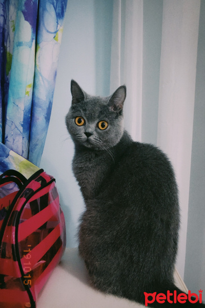 British Shorthair, Kedi  Fındık fotoğrafı