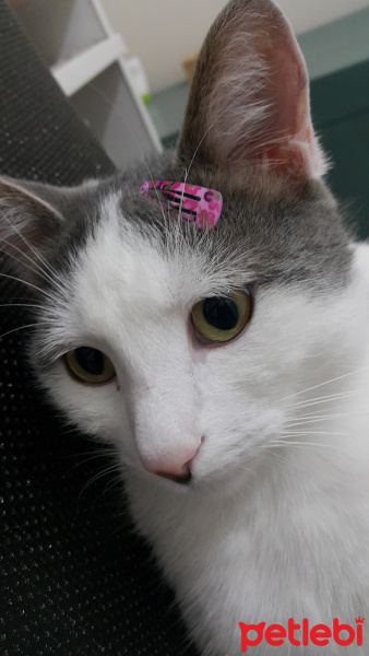 Tekir Kedi, Kedi  Mıncır fotoğrafı