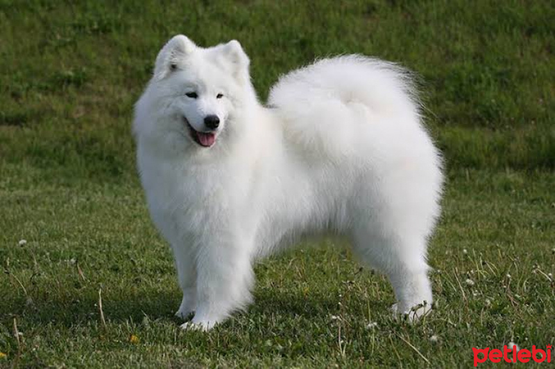 Samoyed, Köpek  Samoyed Sahiblenmek istiyorum fotoğrafı