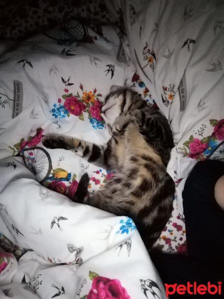 Tekir Kedi, Kedi  Bonbon fotoğrafı