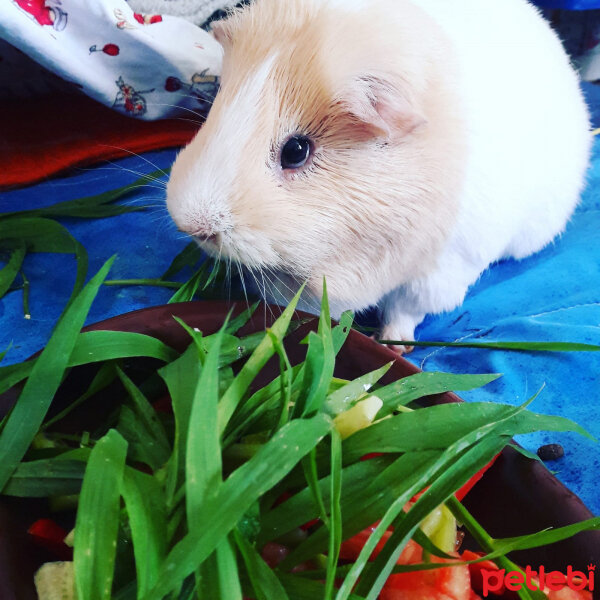 Guinea Pig, Kemirgen  tarçın fotoğrafı