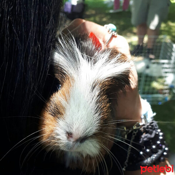 Guinea Pig, Kemirgen  tarçın fotoğrafı