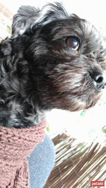 Tibet Terrieri, Köpek  orfe fotoğrafı