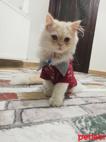 İran Kedisi (Persian), Kedi  PAŞA fotoğrafı