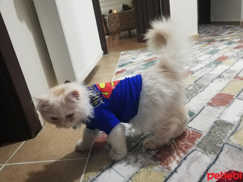 İran Kedisi (Persian), Kedi  PAŞA fotoğrafı