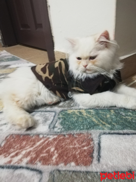 İran Kedisi (Persian), Kedi  PAŞA fotoğrafı