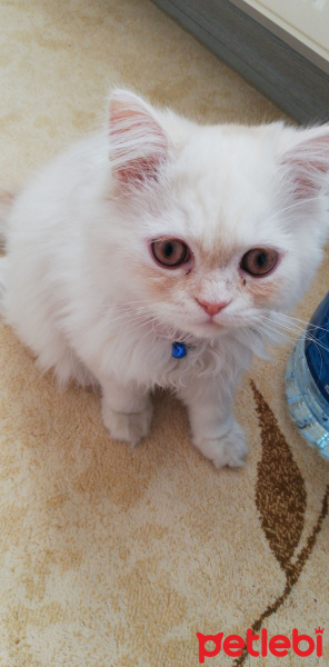 İran Kedisi (Persian), Kedi  PAŞA fotoğrafı
