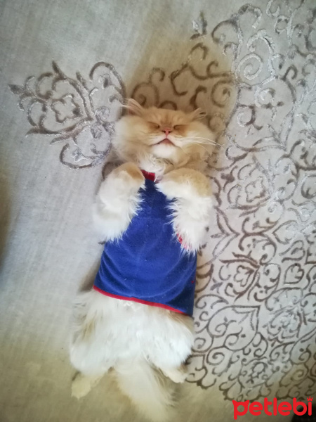 İran Kedisi (Persian), Kedi  PAŞA fotoğrafı