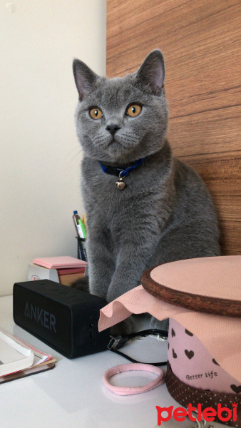 British Shorthair, Kedi  Leo fotoğrafı